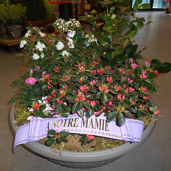 Coupe plantes rose blanc