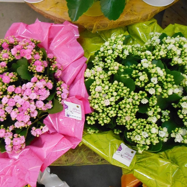 Coupes kalanchoes